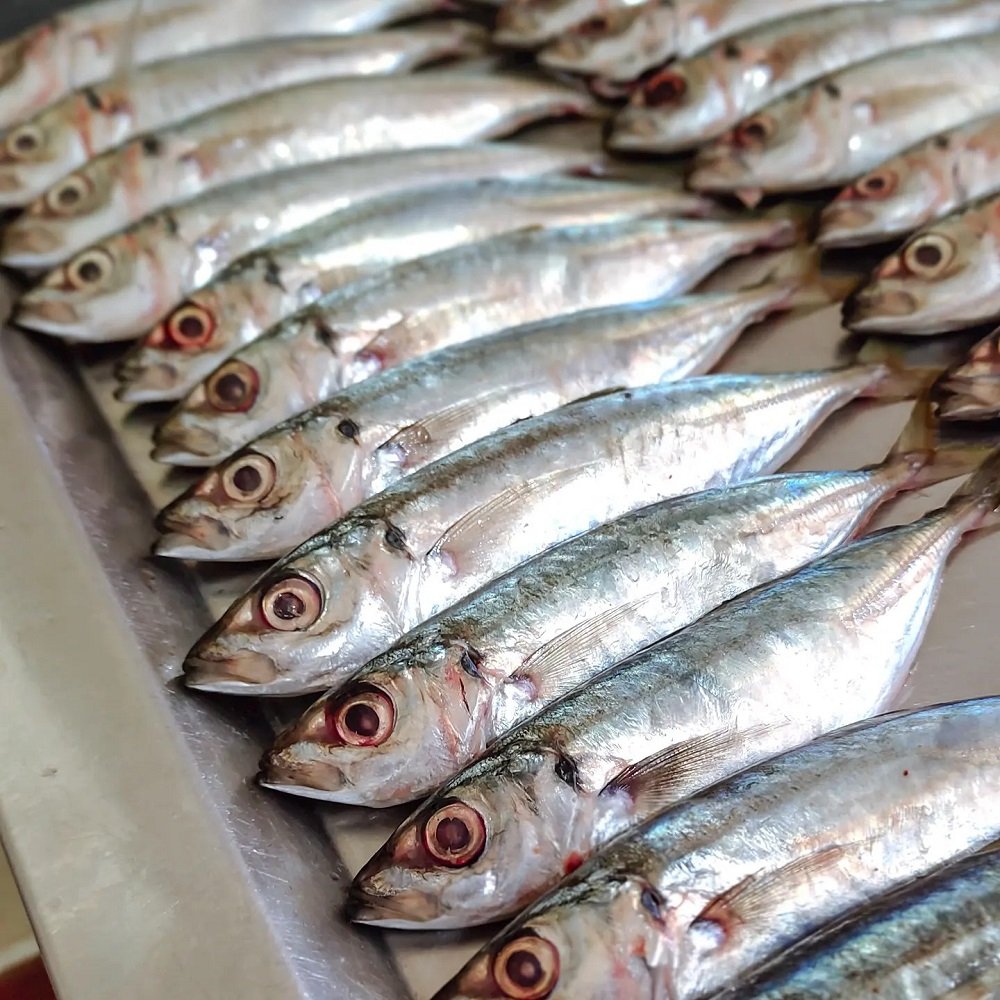 You are currently viewing Ikan Benggol