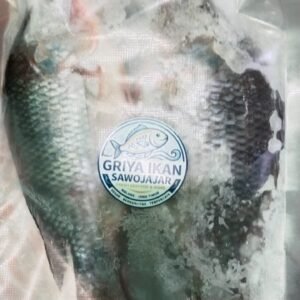 Ikan Nila