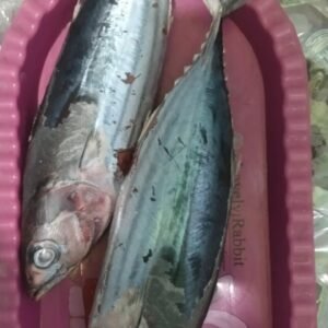 Ikan Tuna